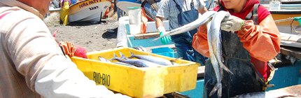 Cocholgüe -7654 manos emp 2