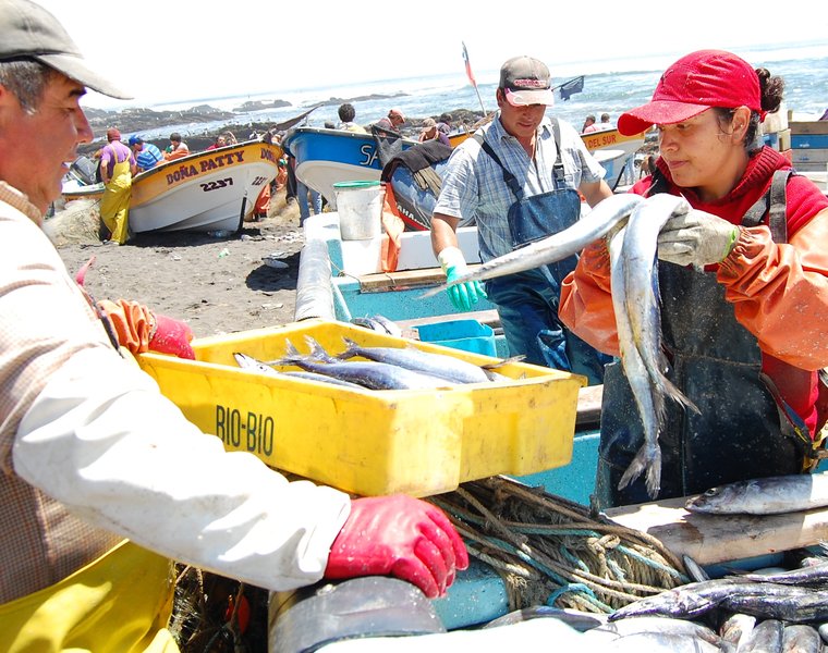 Cocholgüe -7654 manos emp 2