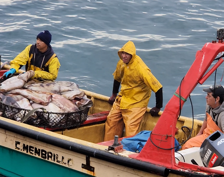 Pesca de la jibia en Valparaíso (7)