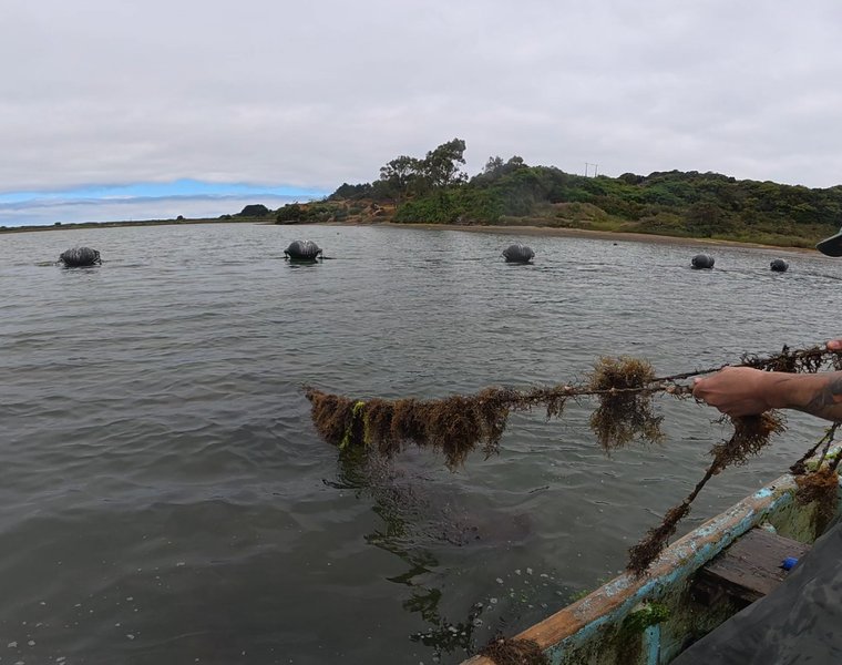 SERGIO DONOSO - FARO CORONA ANCUD